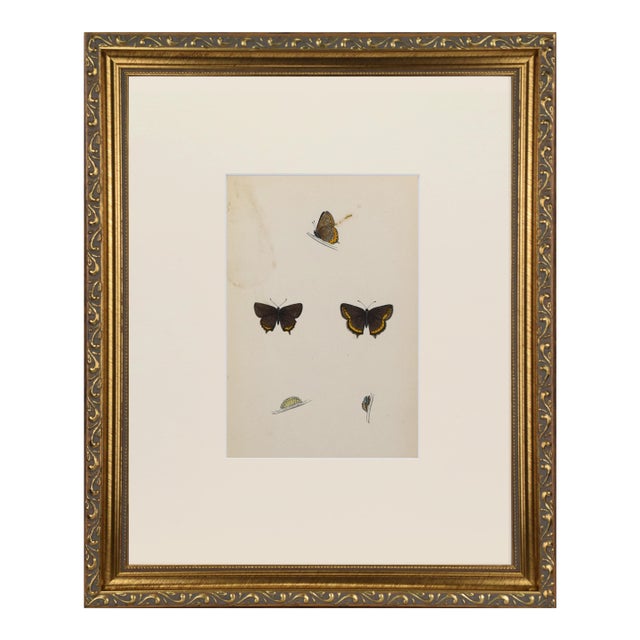 19th Century Antique Morris Butterfly Print Hand Colored Lithograph 1853 For Sale