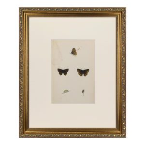 19th Century Antique Morris Butterfly Print Hand Colored Lithograph 1853