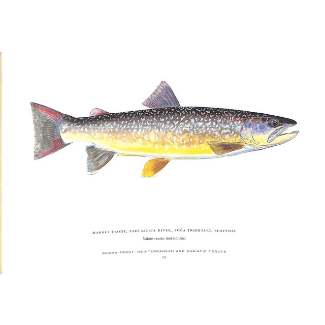 Paper "Trout of the World" 2003 Prosek, James For Sale - Image 7 of 9