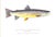 Paper "Trout of the World" 2003 Prosek, James For Sale - Image 7 of 9