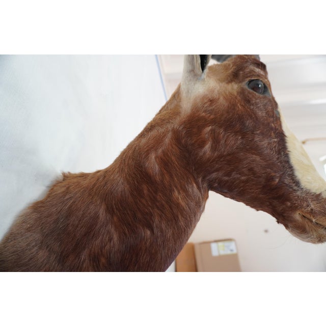 Blesbok Antelope Mount Bust Head For Sale - Image 9 of 17