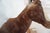 Blesbok Antelope Mount Bust Head For Sale - Image 9 of 17
