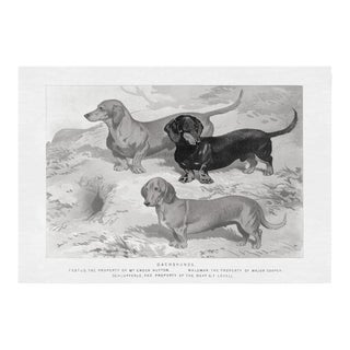 Cassell Dogs; Dachshunds, Unframed Artwork For Sale