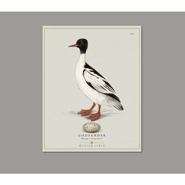 Illustration William Lewin 1789 Waterbirds Fine Art Gallery Board Print - The Goosander For Sale - Image 3 of 11