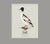 Illustration William Lewin 1789 Waterbirds Fine Art Gallery Board Print - The Goosander For Sale - Image 3 of 11