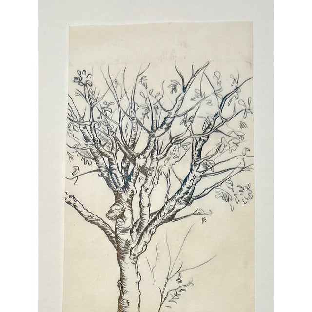 Illustration Original Pencil Sketch of a Tree For Sale - Image 3 of 5