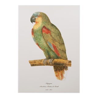 After 1590s Parrot by Anselmus Boetius De Boodt, XL Print For Sale