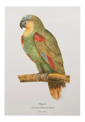 After 1590s Parrot by Anselmus Boetius De Boodt, XL Print