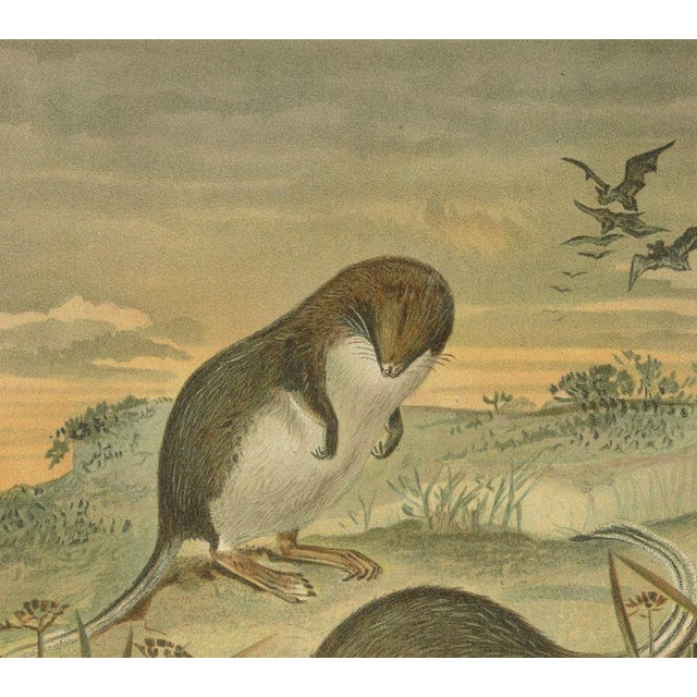 Gold After Wilhelm Kuhnert, Antique Web-Footed Shrews Mammal Print, 1894 For Sale - Image 8 of 9