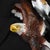 Stunning colored bronze casting of an American golden eagle. Stands at two feet tall, so impressive size. The artist has...