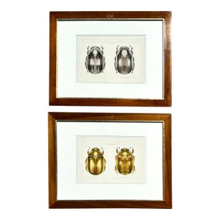 Set of Insect Book Plates For Sale