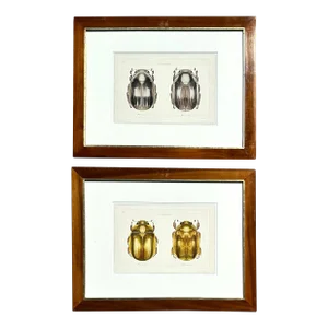 Set of Insect Book Plates