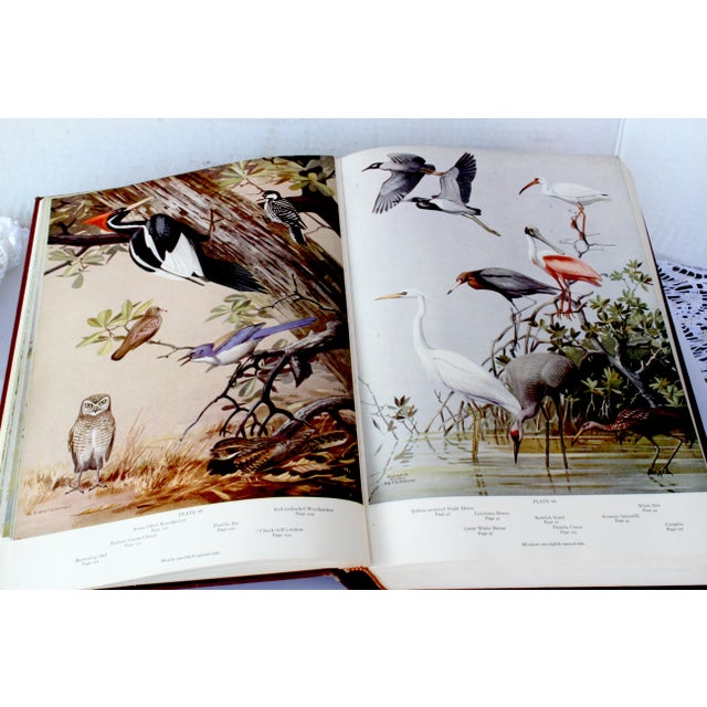 A Flight of 3 Elegant Bird Books – Audubon, Fuentes, Peterson –Oversized Illustrated Ornithology Editions For Sale - Image 14 of 15