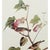 Farmhouse 1966 Vintage Cottage Style Print "Bay Breasted Warbler" After John James Audubon For Sale - Image 3 of 7