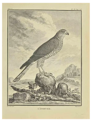 C. Haussard, Epervier, Etching, 1771