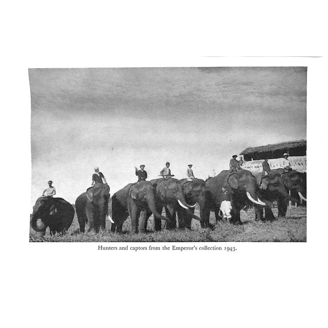 White "Just Elephants" 1955 Baze, William For Sale - Image 8 of 9