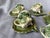 Mediterranean Vintage Majolica Style Shell Cup and Saucers Set of 9 Pieces For Sale - Image 3 of 17