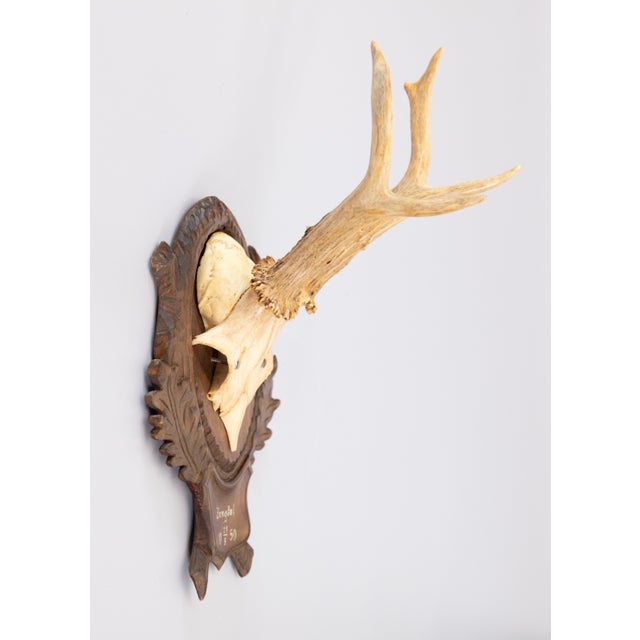 Black Forest Black Forest Roe Deer Antlers Hunting Trophy 1950 Mount For Sale - Image 4 of 7