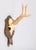 Black Forest Black Forest Roe Deer Antlers Hunting Trophy 1950 Mount For Sale - Image 4 of 7