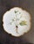 White Set of 8 Hand-Painted Anna Weatherley Bread & Butter Plates 6" From Treasure Garden, Morning Glory, Green Leaf or Old Master Tulips Collection For Sale - Image 8 of 11