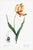 Didier's Tulip by Redouté, Vintage Botanical Art Print, 24" X 36" For Sale