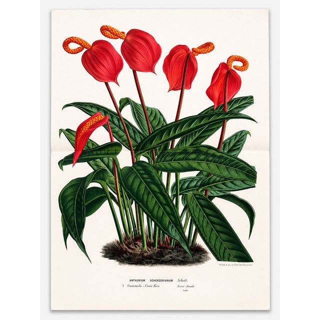 Antique Louis Van Houtte Botanical Lithograph, C. 1850 – Hand-Colored Double-Page Folio Plate For Sale
