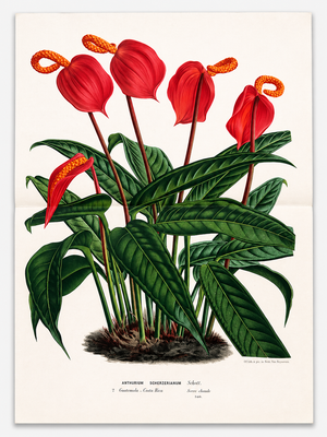 Antique Louis Van Houtte Botanical Lithograph, C. 1850 – Hand-Colored Double-Page Folio Plate