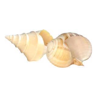 1950s Set of Two X Large Specimen "Peche" Natural Sea Shells For Sale