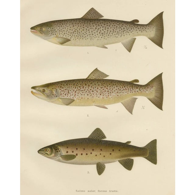 Title: Scandinavian Brown Trout Forms: Exquisite Hand-Colored Lithograph : This beautifully detailed lithograph from the...