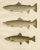 Title: Scandinavian Brown Trout Forms: Exquisite Hand-Colored Lithograph : This beautifully detailed lithograph from the...