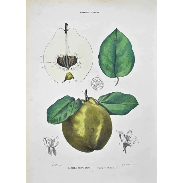 Vincenzo Tenore, The Pomaceous Rosaceae, Lithograph, 1870s For Sale