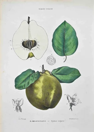Vincenzo Tenore, The Pomaceous Rosaceae, Lithograph, 1870s