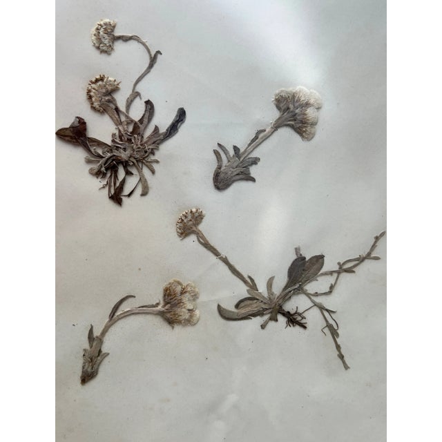 French Provincial 1895 Herbarium Botanical Specimens, Set of 18 For Sale - Image 3 of 11