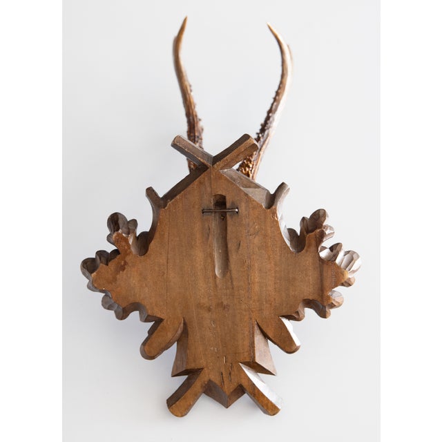 Antique Black Forest Roe Deer Antlers Hunting Trophy Mount For Sale In Houston - Image 6 of 7