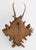 Antique Black Forest Roe Deer Antlers Hunting Trophy Mount For Sale In Houston - Image 6 of 7