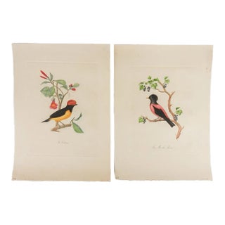 Vintage French Mid Century Bird Prints - a Pair For Sale