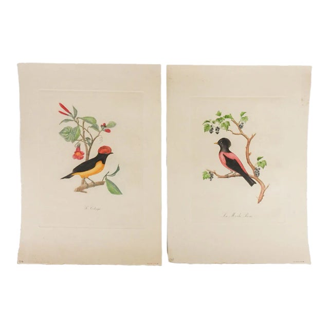 Vintage French Mid Century Bird Prints - a Pair For Sale