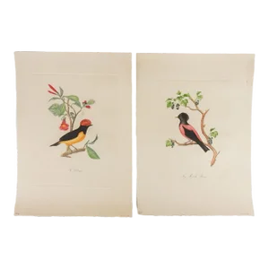Vintage French Mid Century Bird Prints - a Pair