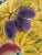 Antique French Barbotine Majolica Fruit Decorative Plate For Sale - Image 10 of 16