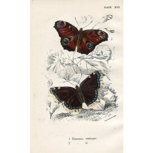 Illustration 1896, Butterfly Prints Including Longwings, Original Antique Lithographs, England, a Pair For Sale - Image 3 of 4