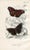 Illustration 1896, Butterfly Prints Including Longwings, Original Antique Lithographs, England, a Pair For Sale - Image 3 of 4