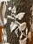 1850s t.j. & J. Mayer Convolvulus Stoneware Pitcher For Sale In Chicago - Image 6 of 16