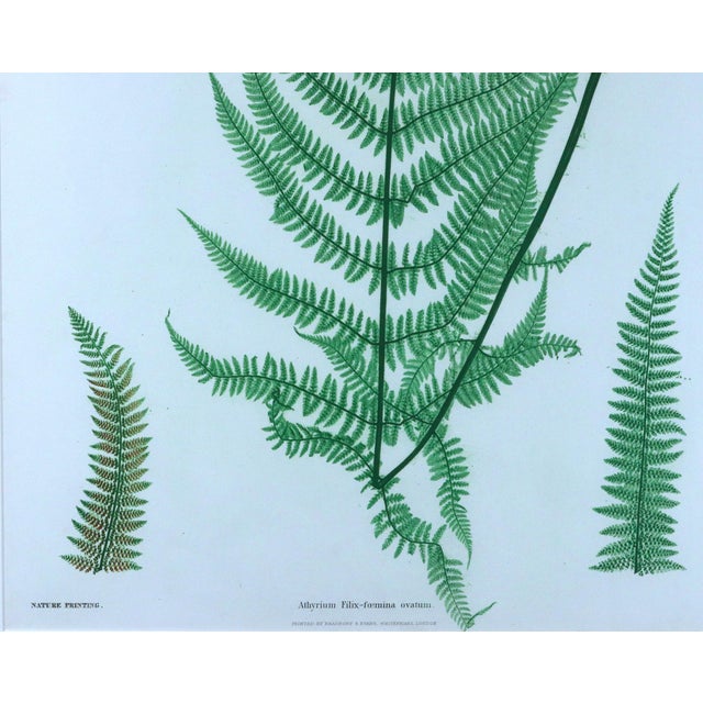 Henry Bradbury Nature-Printed Fern Botanical Prints, Set of Four, Framed For Sale - Image 12 of 18