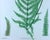 Henry Bradbury Nature-Printed Fern Botanical Prints, Set of Four, Framed For Sale - Image 12 of 18