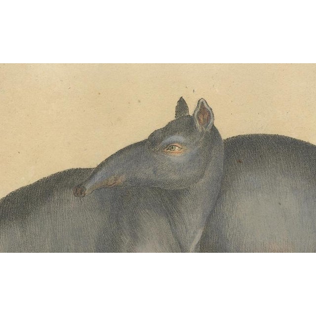 Paper Karl Joseph Brodtmann, Tapir Family with Juvenile in Tropical Wetland, 1816, Lithograph For Sale - Image 7 of 10