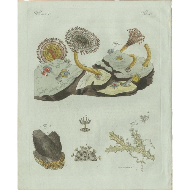 Bertuch, Marine Worms and Polyps, 1805, Engraving For Sale - Image 9 of 9
