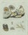 Bertuch, Marine Worms and Polyps, 1805, Engraving For Sale - Image 9 of 9