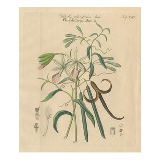 Vanilla Planifolia, 1800s, Paper For Sale