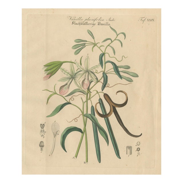 Vanilla Planifolia, 1800s, Paper For Sale