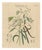 Vanilla Planifolia, 1800s, Paper For Sale